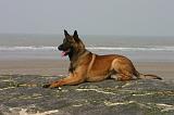 MALINOIS 1091